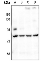 1 - Anti-CHML Antibody AP51086