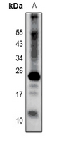 1 - Anti-Claudin 2 Antibody AP51093