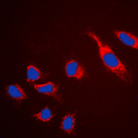 3 - Anti-Claudin 5 Antibody AP51095