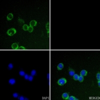 3 - Anti-Claudin 7 Antibody AP51096