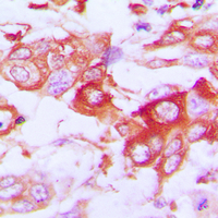 19 - Anti-Claudin 7 Antibody AP51096