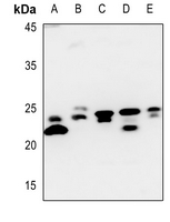 1 - Anti-Claudin 7 Antibody AP51096