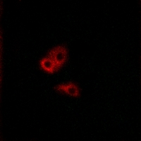 3 - Anti-CNGA2 Antibody AP51097