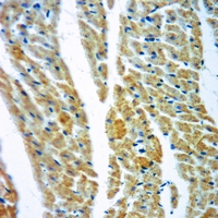 19 - Anti-CNGA2 Antibody AP51097