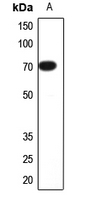 1 - Anti-CNGA2 Antibody AP51097