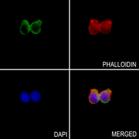 3 - Anti-Cyclin M2 Antibody AP51098