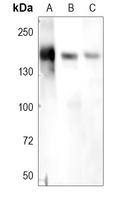1 - Anti-Collagen 1 alpha 2 Antibody AP51102