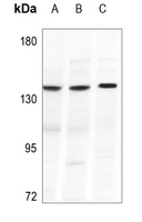 1 - Anti-Collagen 20 alpha 1 Antibody AP51103