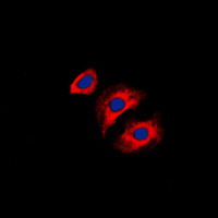 3 - Anti-Collagen 3 alpha 1 Antibody AP51104