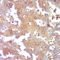 19 - Anti-Collagen 3 alpha 1 Antibody AP51105