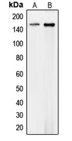 1 - Anti-Collagen 4 alpha 1 Antibody AP51106