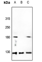 1 - Anti-Collagen 5 alpha 3 Antibody AP51108