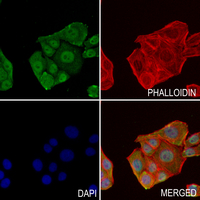 3 - Anti-JAB1 Antibody AP51110