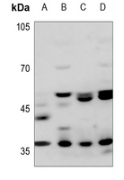 1 - Anti-JAB1 Antibody AP51110