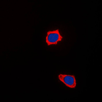 3 - Anti-COX17 Antibody AP51111