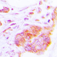 19 - Anti-COX17 Antibody AP51111