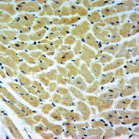 19 - Anti-Carboxypeptidase E Antibody AP51113