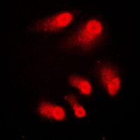 3 - Anti-CBP Antibody AP51115