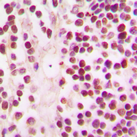 19 - Anti-CBP Antibody AP51115