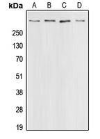 1 - Anti-CBP Antibody AP51115