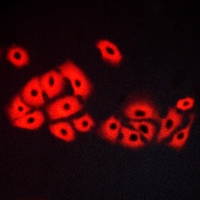 3 - Anti-CRHR2 Antibody AP51116