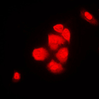 3 - Anti-XPO2 Antibody [KO/KD Validated] AP51117