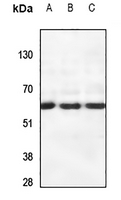1 - Anti-CSRNP2 Antibody AP51120