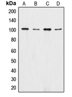 1 - Anti-Catenin alpha 1/2 Antibody AP51125