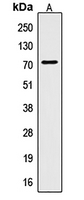 1 - Anti-CTPS Antibody AP51126
