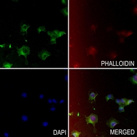 3 - Anti-Cathepsin A 32k Antibody AP51127