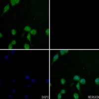 3 - Anti-Cathepsin G Antibody AP51132