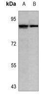 1 - Anti-Cullin 3 Antibody AP51133