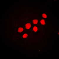 3 - Anti-CUX1 Antibody AP51134