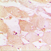 19 - Anti-CD183 Antibody AP51135