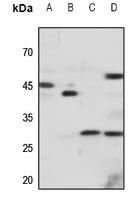 1 - Anti-CD183 Antibody AP51135