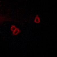 3 - Anti-GPR159 Antibody AP51136