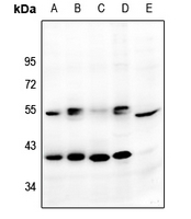 1 - Anti-GPR159 Antibody AP51136