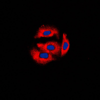 3 - Anti-Cytochrome b5A Antibody AP51138