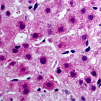 19 - Anti-Cytochrome b5A Antibody AP51138