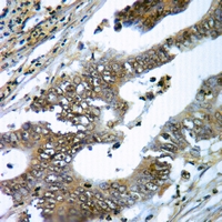19 - Anti-gp91 phox Antibody AP51139