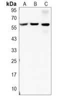 1 - Anti-gp91 phox Antibody AP51139
