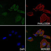 3 - Anti-Cytochrome P450 2A7 Antibody AP51145