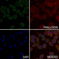 3 - Anti-Cytochrome P450 2B6 Antibody AP51146
