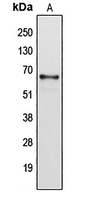 1 - Anti-Cytochrome P450 2B6 Antibody AP51146