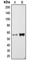 1 - Anti-Cytochrome P450 3A4 Antibody AP51149