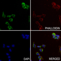 3 - Anti-Cytochrome P450 4X1 Antibody AP51152
