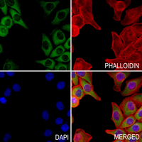 3 - Anti-Cytochrome P450 4Z1/2 Antibody AP51153