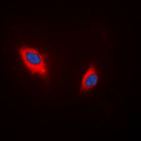 3 - Anti-CD234 Antibody AP51154