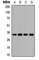 1 - Anti-CD234 Antibody AP51154