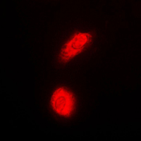 3 - Anti-DAXX Antibody AP51155